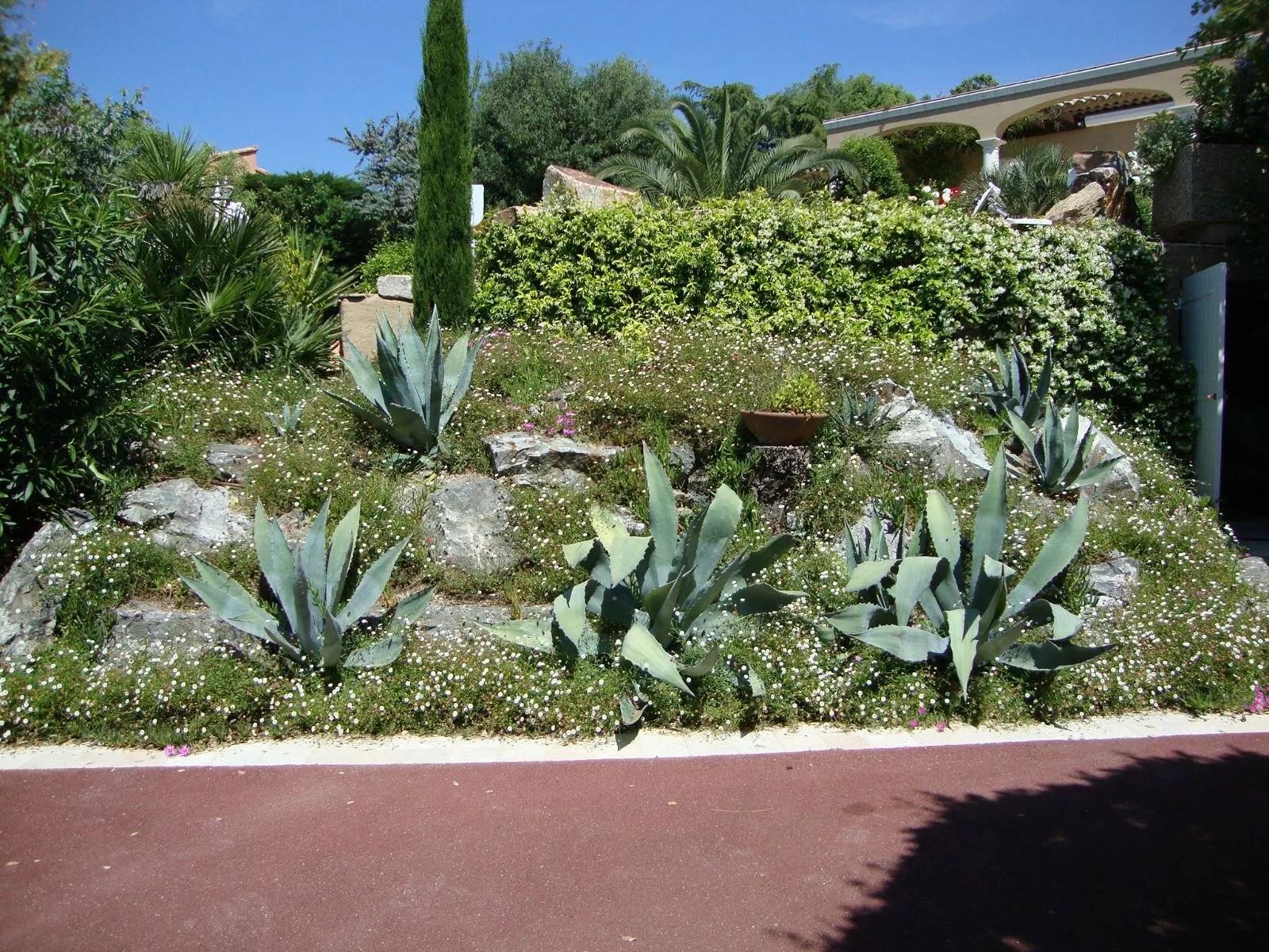 Après : talus d'agaves fleuri et entretenu