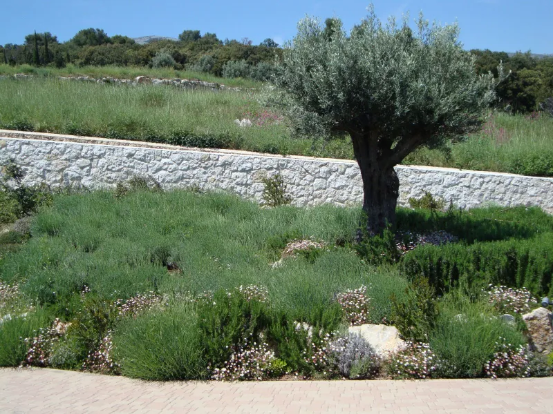 Olivier planté au cœur d'un massif de lavandes et de romarins, devant un mur en pierre